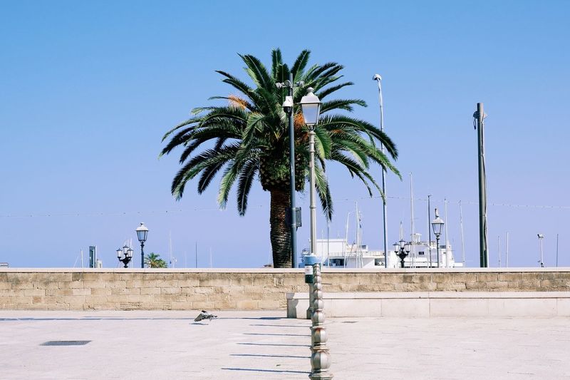 Palm tree by street against clear blue sky