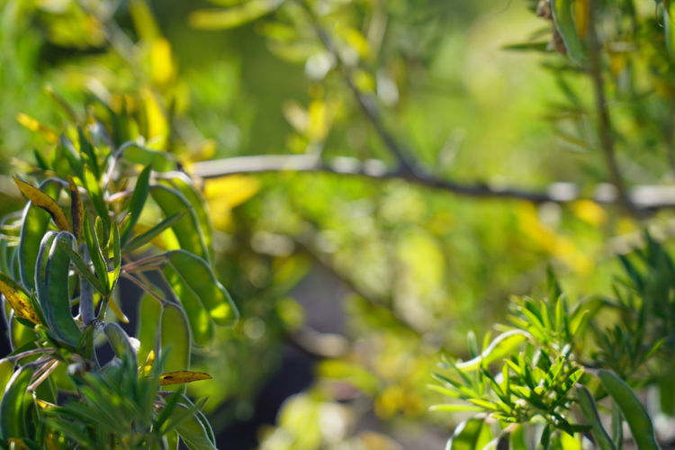 Close-up of green leaves