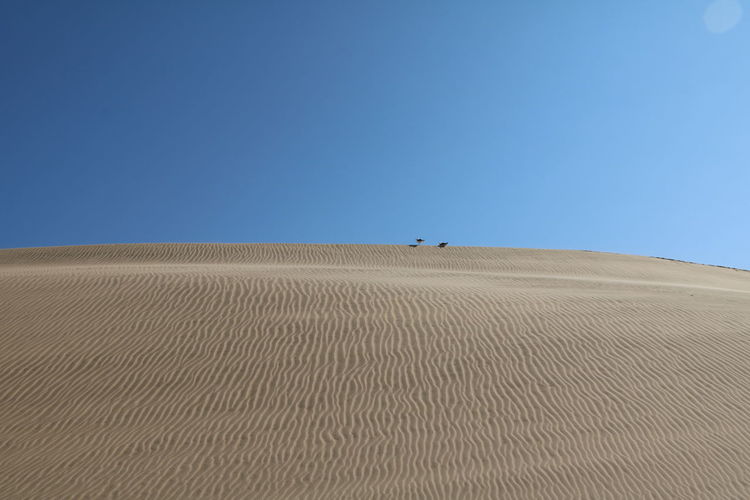 Namib desert against clear sky
