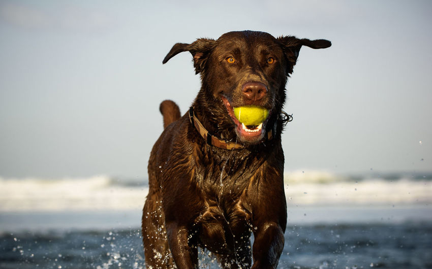 Chocolate labrador with tennis ball running at beach against sky