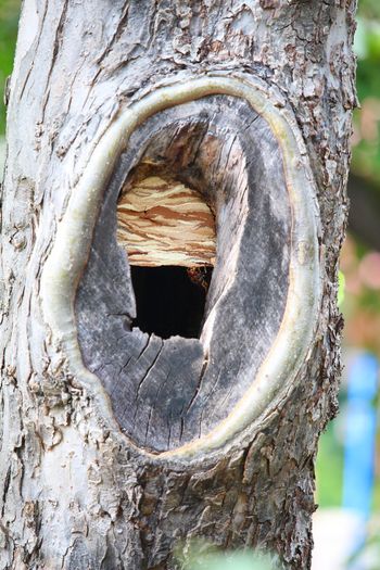 Close-up of hole in tree trunk