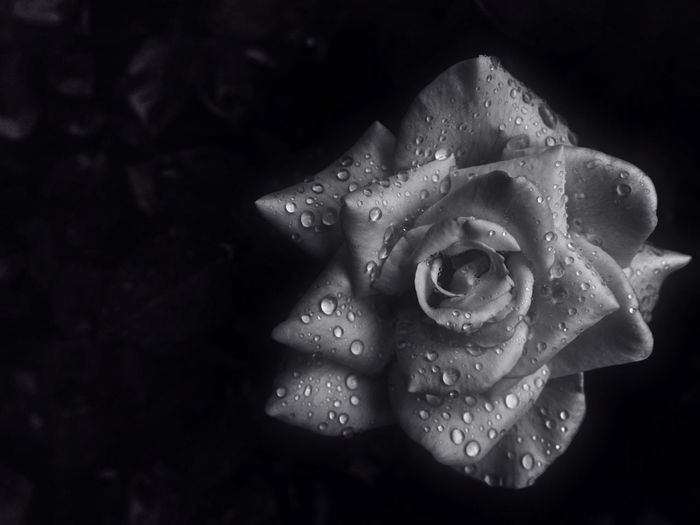 Close-up of fresh wet rose