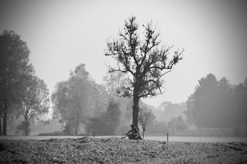 Trees on field against clear sky