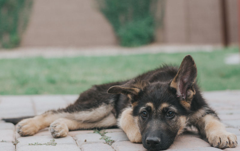 Adorable german shepherd puppy lying down with one ear standing.