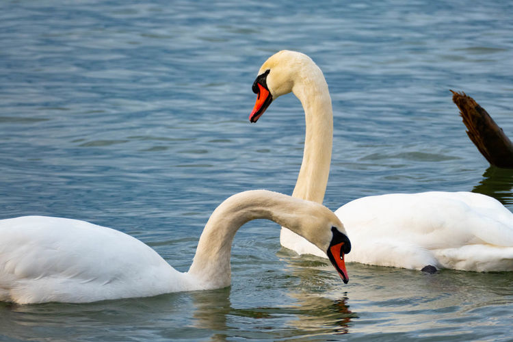 Close-up of swan in lake