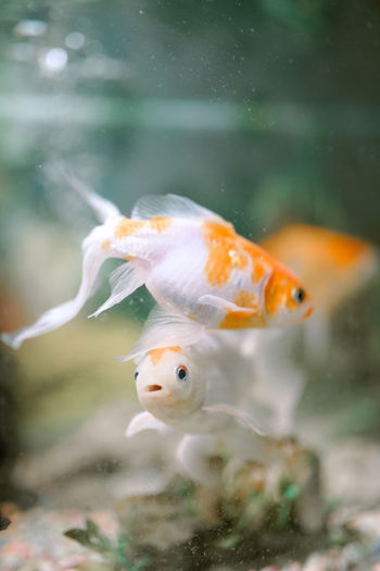 View of fish swimming in sea