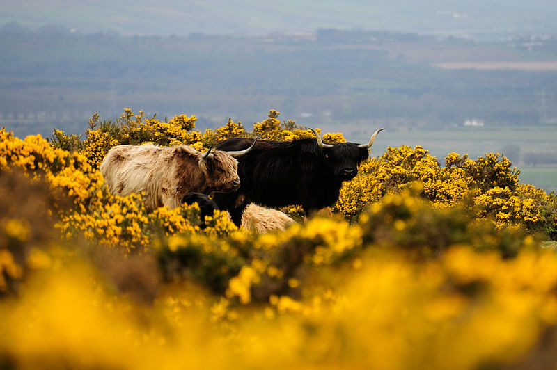 Highland cows, on the glennifer braes, paisley, scotland