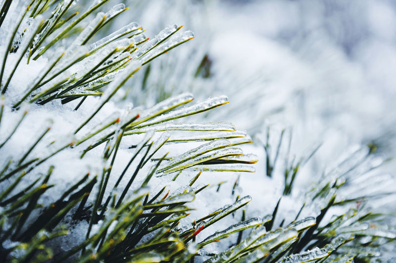 Close-up of frozen pine tree needles during winter