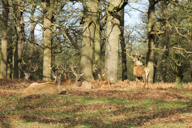 Deer relaxing on field in forest