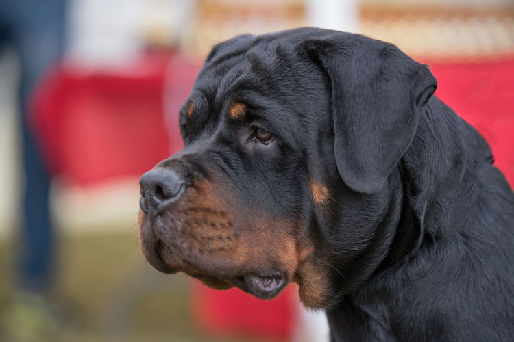 Close-up of rottweiler looking away 