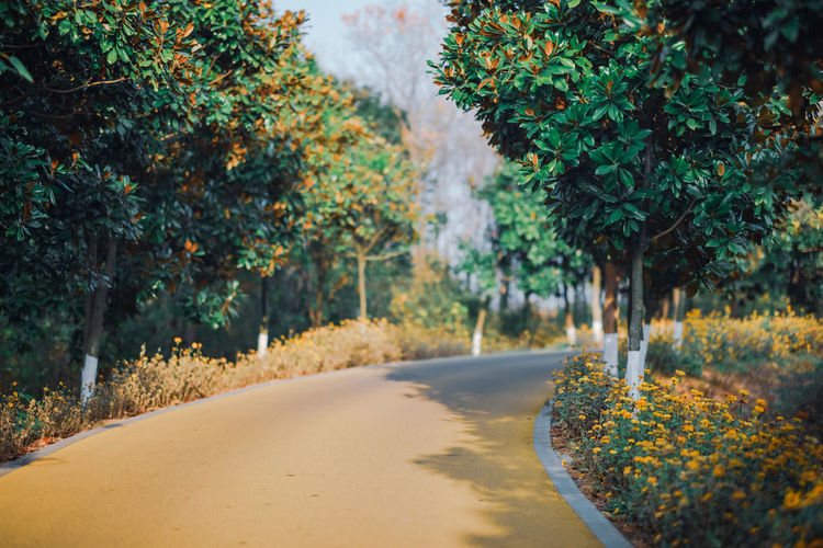 Road amidst trees in park