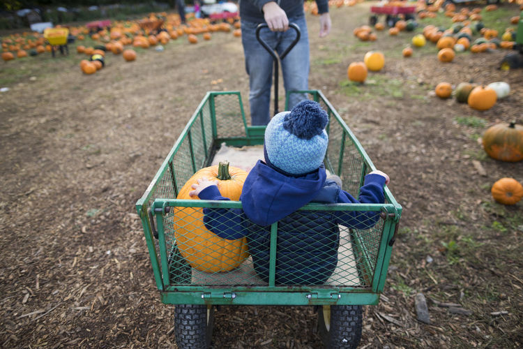Midsection of father pulling son sitting in cart at pumpkin patch