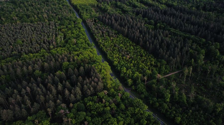 High angle view of a street in a forest 