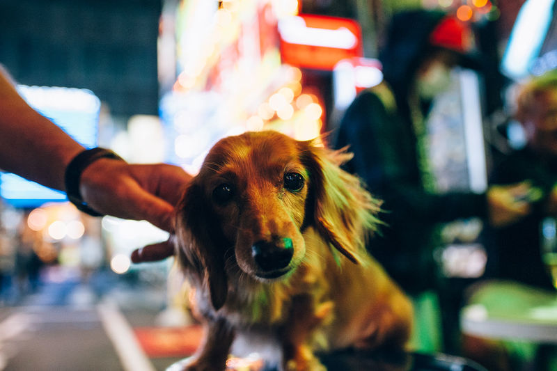 Midsection of person with dog