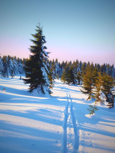 Two ways for cross country skiing in winter mountains. wintry crosscountry skiing ways between trees