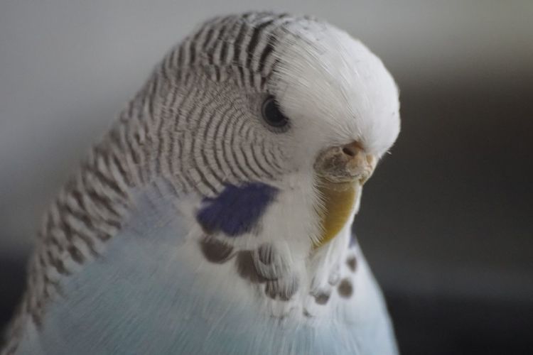 Thoughtful budgie