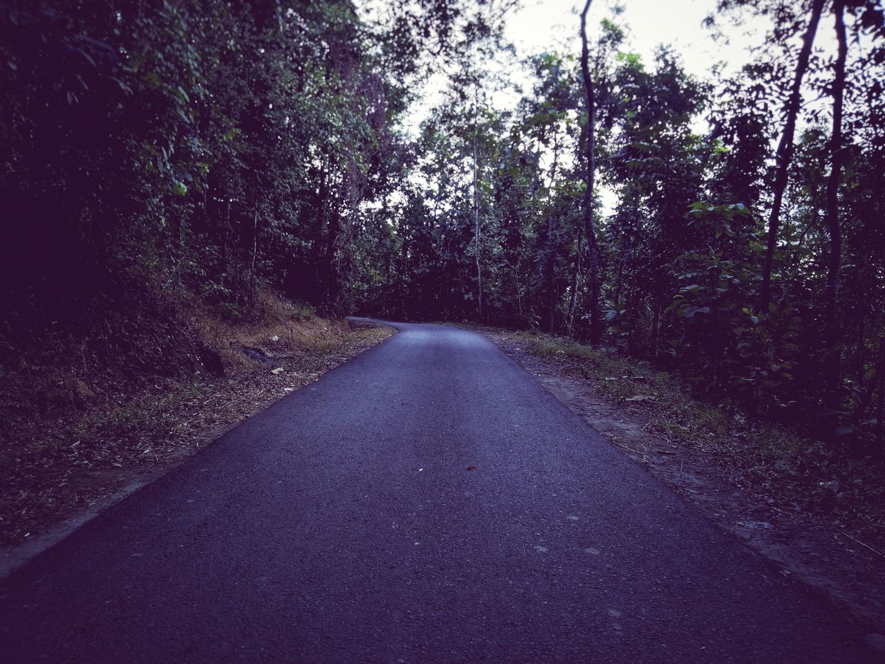 ROAD IN FOREST