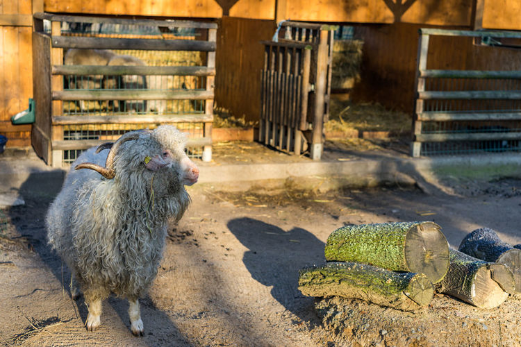 Sheep in farm