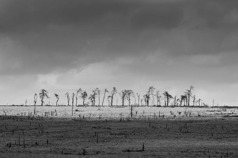 Misty landscape in high fens in belgium