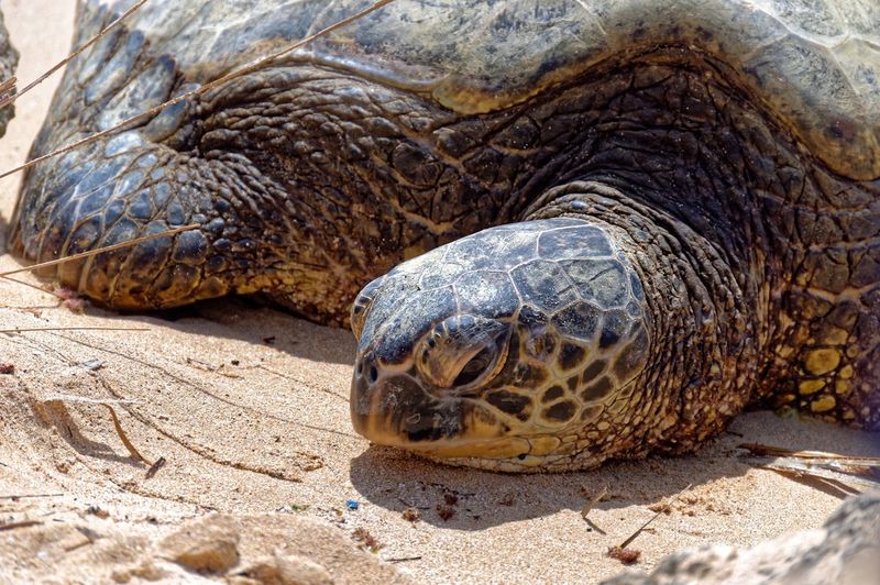Close-up of turtle in sand