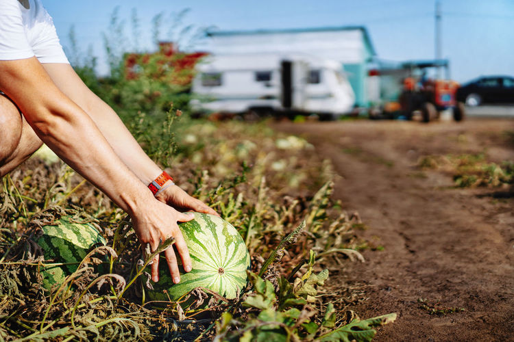 Midsection of person hand holding watermelon fruit on ground at field