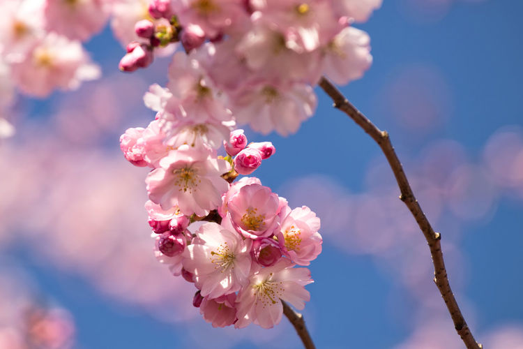 Close-up of pink cherry blossoms in spring