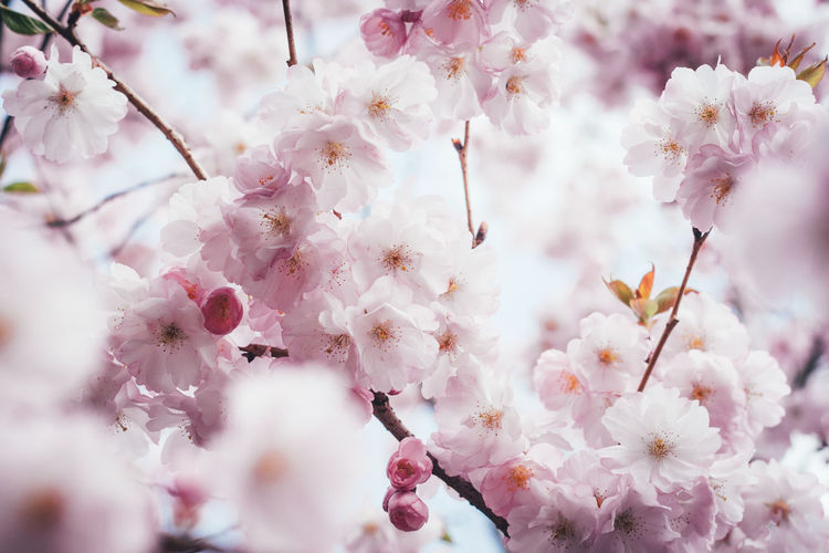 Close-up of cherry blossom