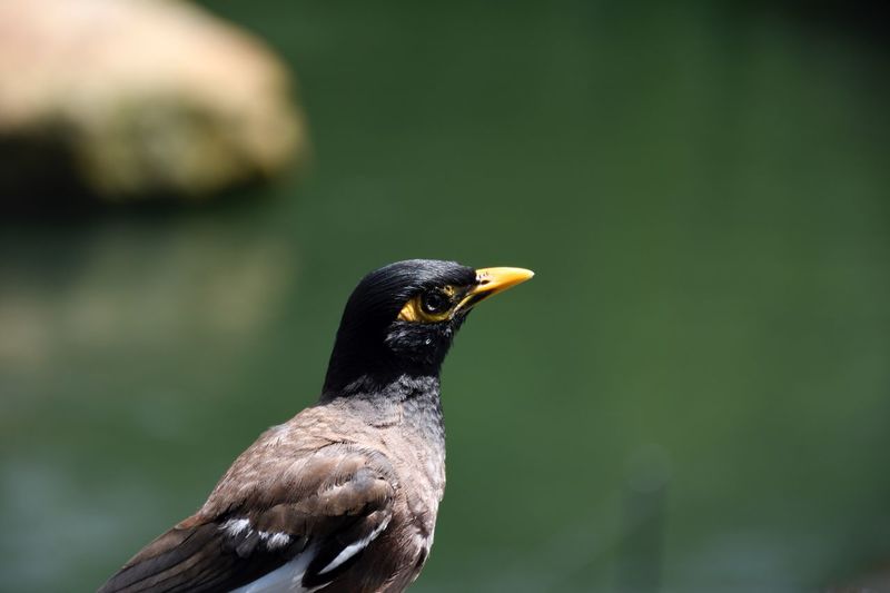 Close-up of bird perching