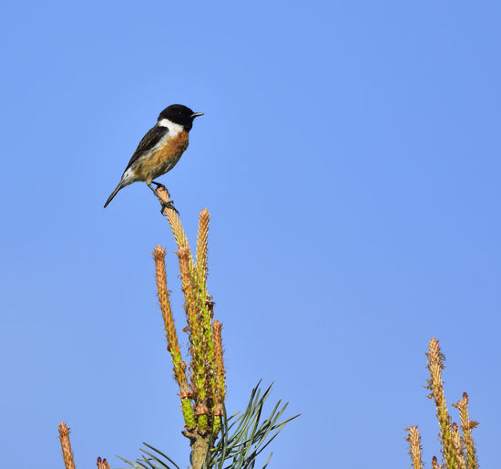 Low angle view of bird perching on plant against clear blue sky