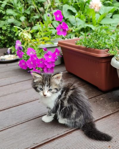 cat