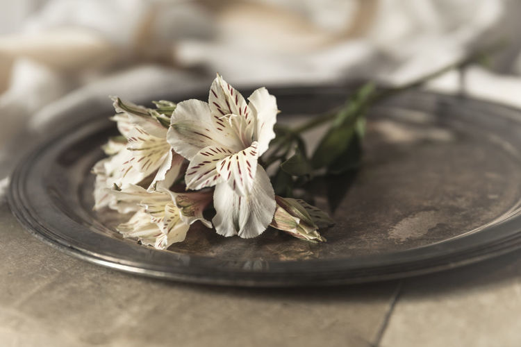 Cream colored alstroemeria laying on vintage silver tray
