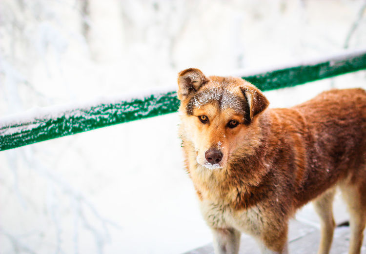 Portrait of dog standing outdoors during winter