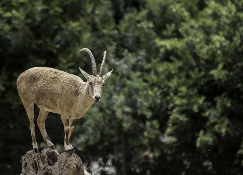 Page 2 of Ibex pictures | Curated Photography on EyeEm