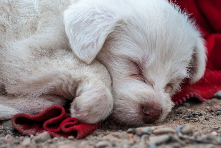 Close-up of puppy sleeping