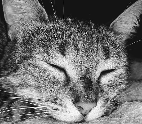 Close-up portrait of cat relaxing