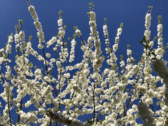 Low angle view of white flowering plants against blue sky
