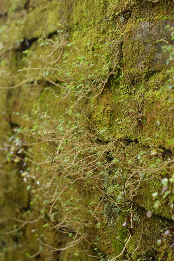 Full frame shot of moss growing on field