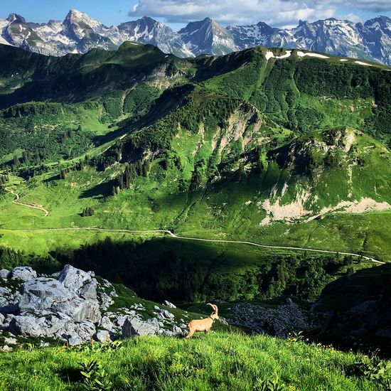 High angle view of ibex on grassy hill during sunny day