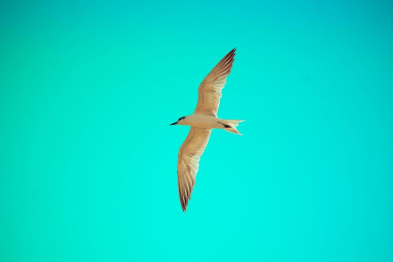 Close-up of bird flying against blue sky