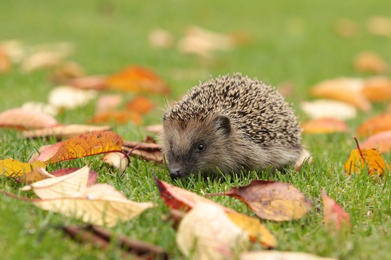Close-up of hedgehog on grassy field