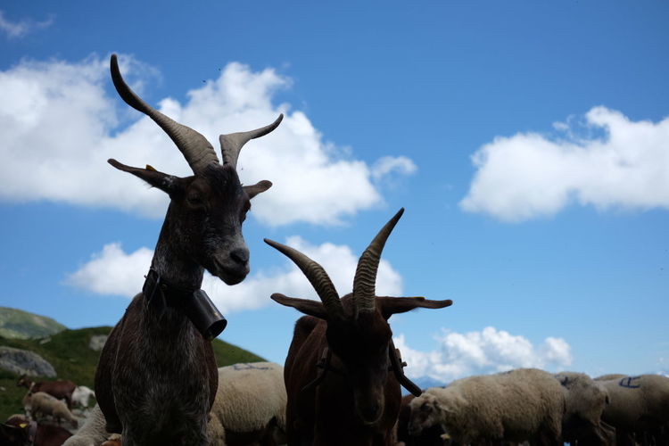 Low angle view of goats against blue sky