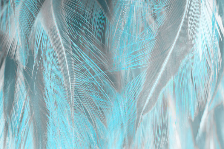 Full frame shot of feather