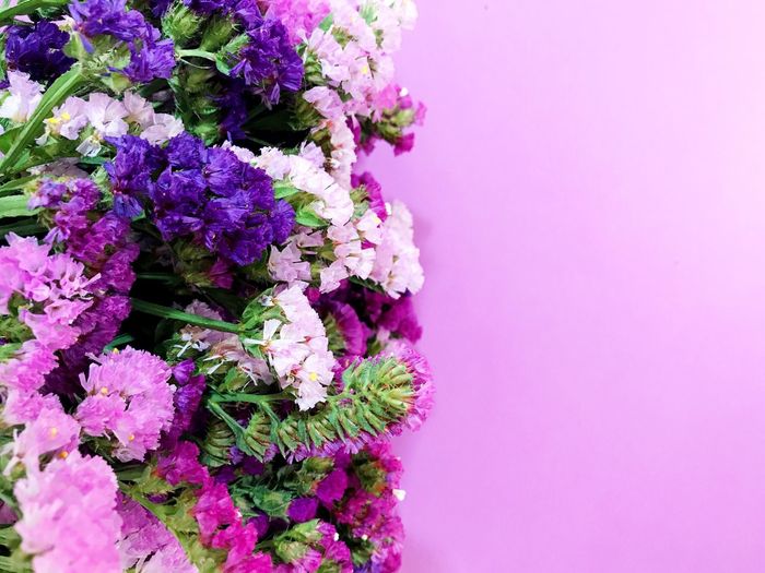 Close-up of pink flowers against blue background