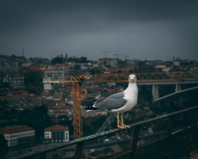 Seagull perching on railing against buildings in city