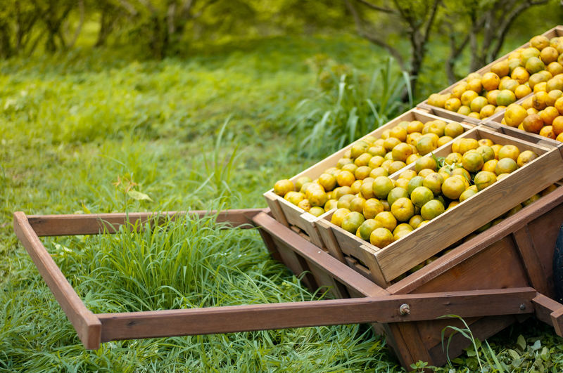Fruits in container on field