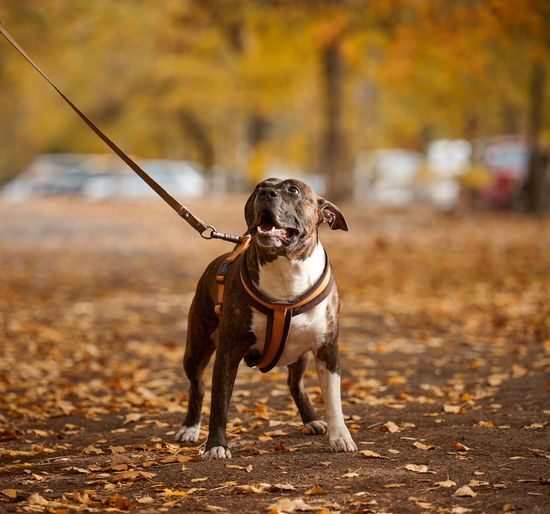 American pit bull terrier dog on a leash stands in the autumn park and looks ahead. the 