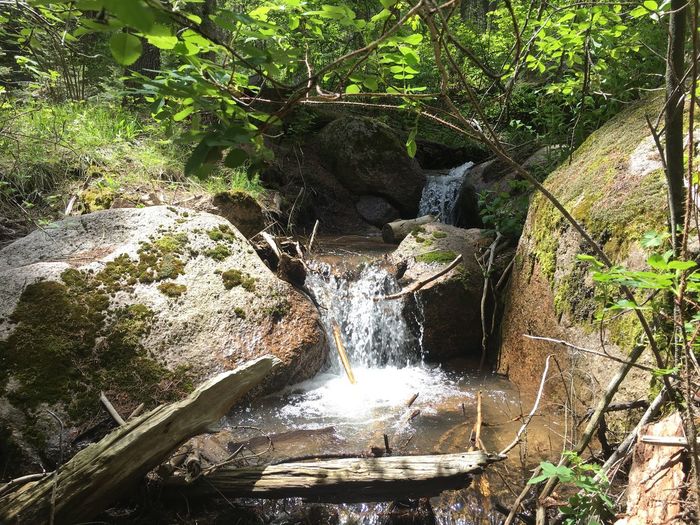 Waterfall amidst trees in forest