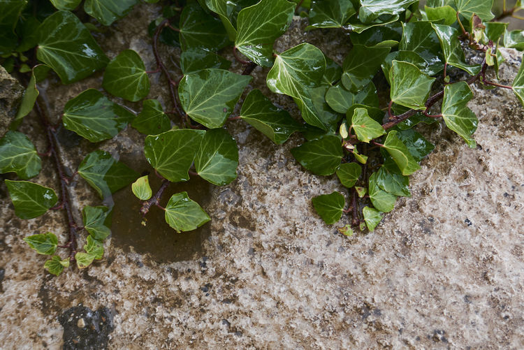 High angle view of ivy growing on rock