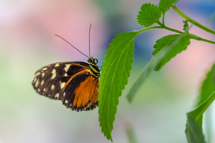 Close-up of butterfly on leaf