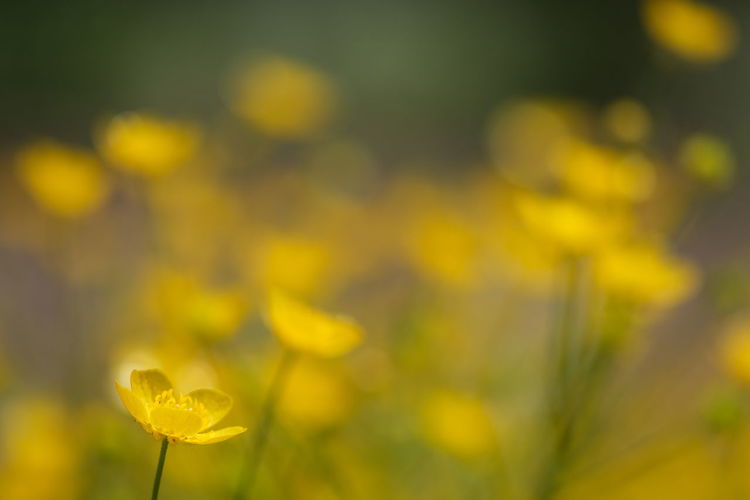 Close-up of yellow flowering plant on field